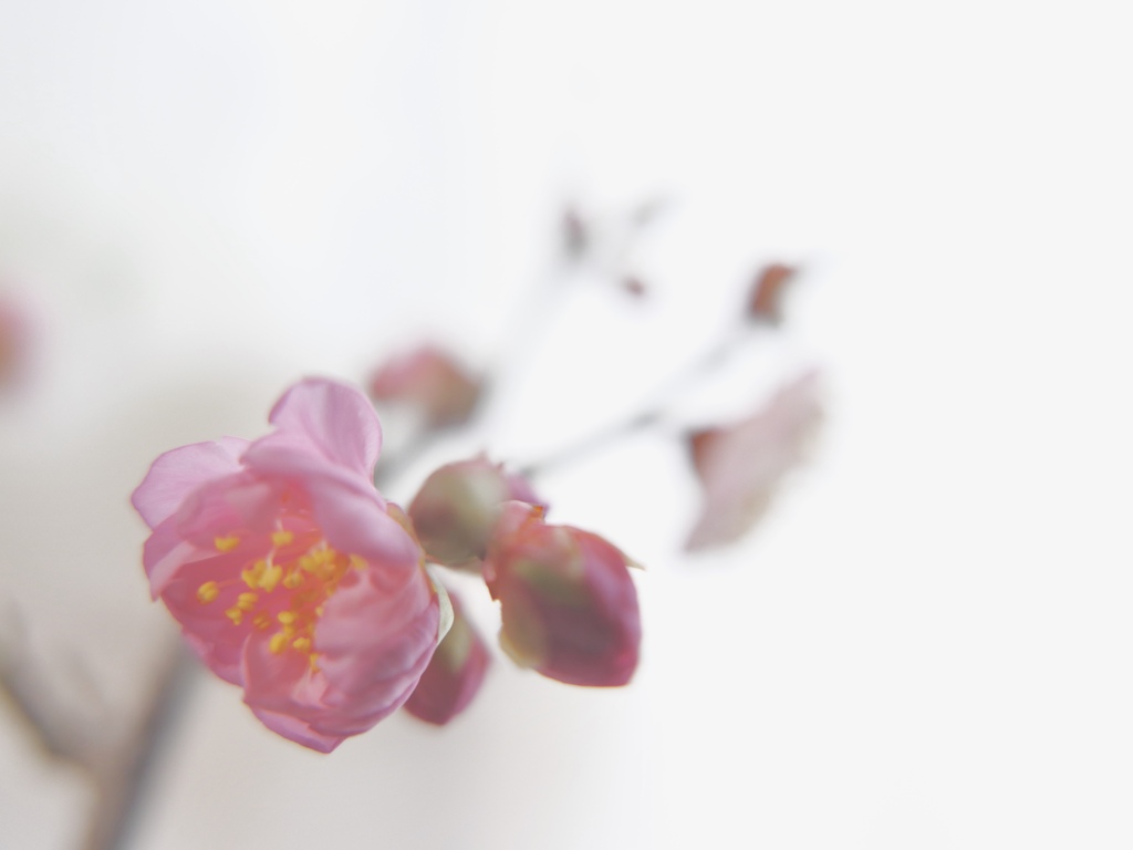 そして、春になっていく