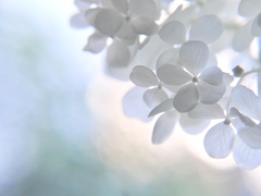 夏の夢は幻の。