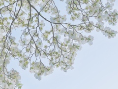 ハナミズキが咲く空