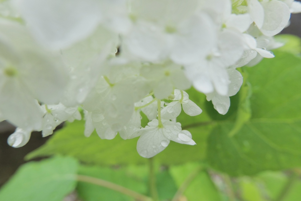 雨の忘れもの