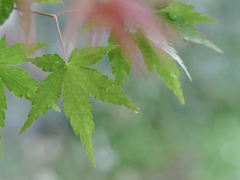 雨上がり、グリーンな気持ち