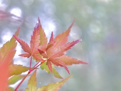 夏モミジ