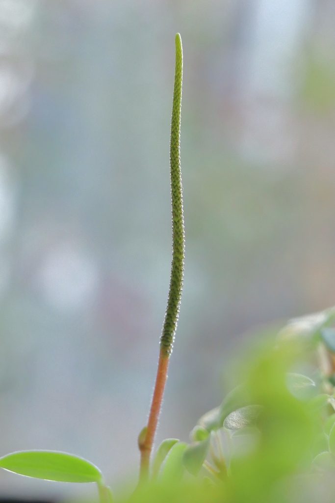 私は花