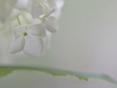 白い吐息