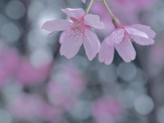 みやびな私です。。