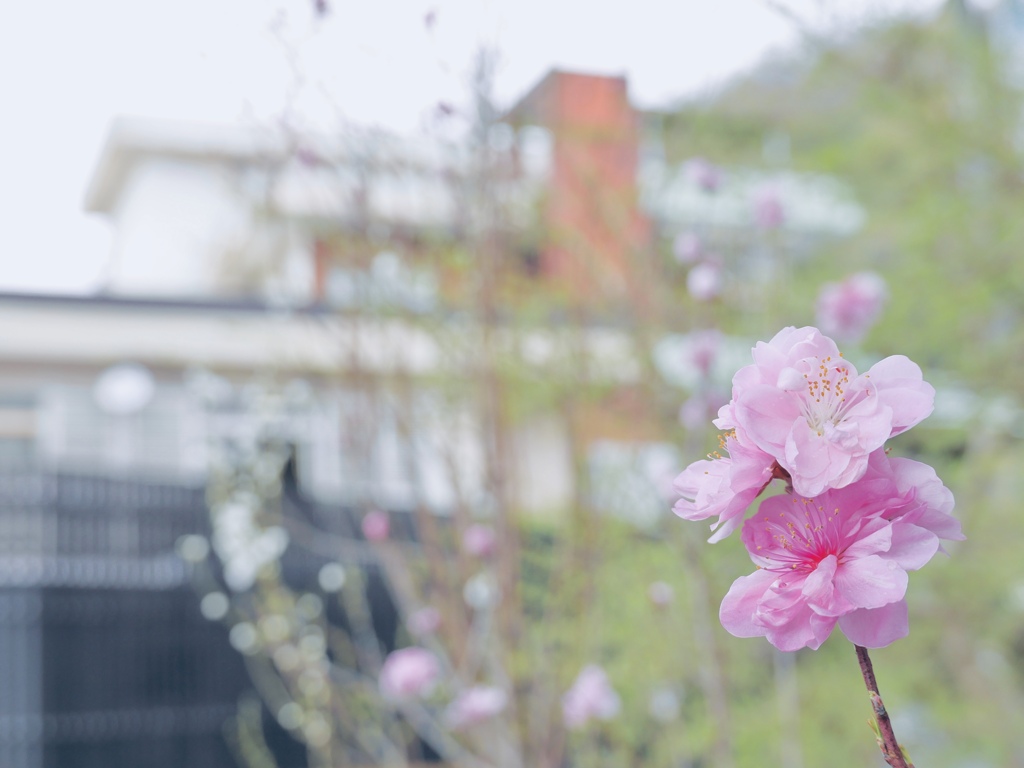 春旅
