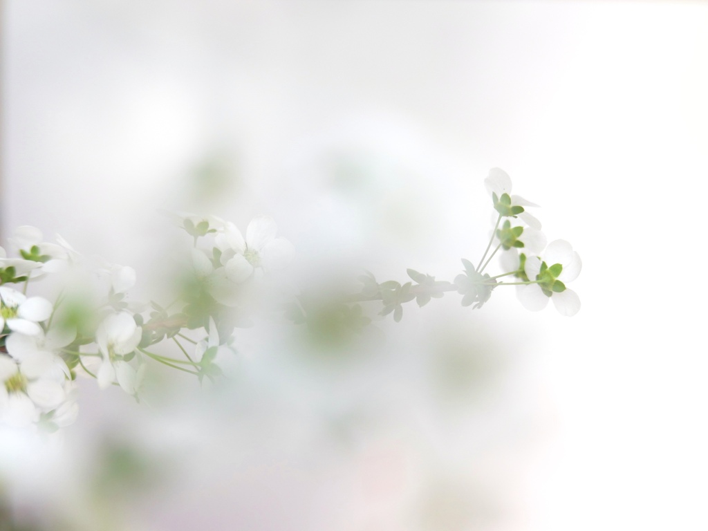 春の幻