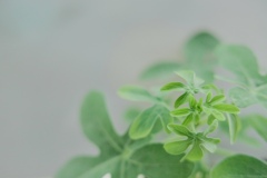 幻蝶蔓