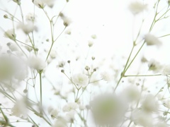 白い花の中へ
