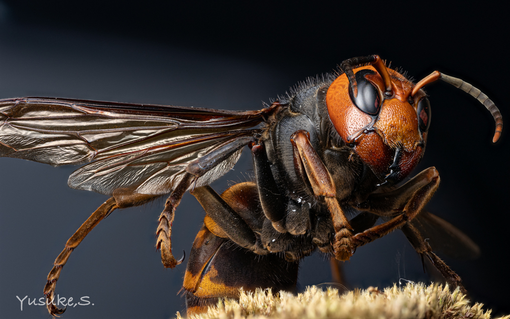 オオスズメバチ