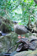 首を振るカモ