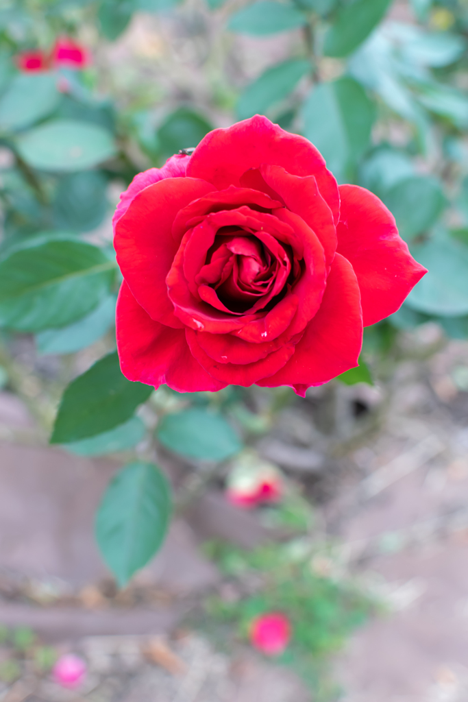 薔薇