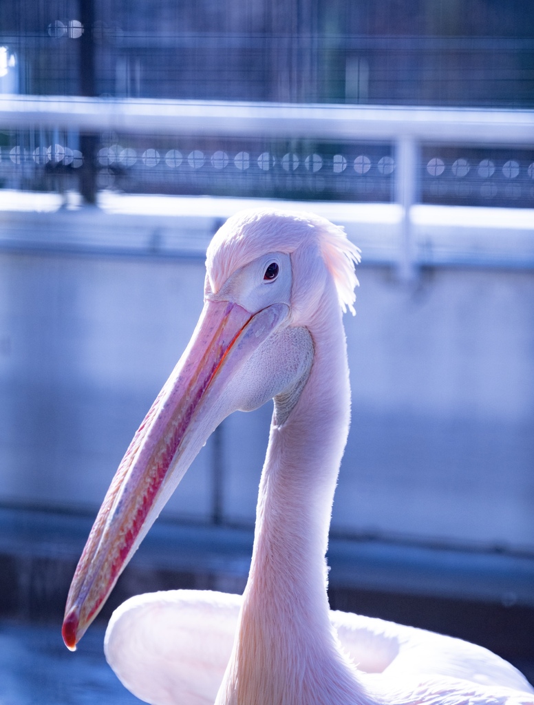 ペリカン