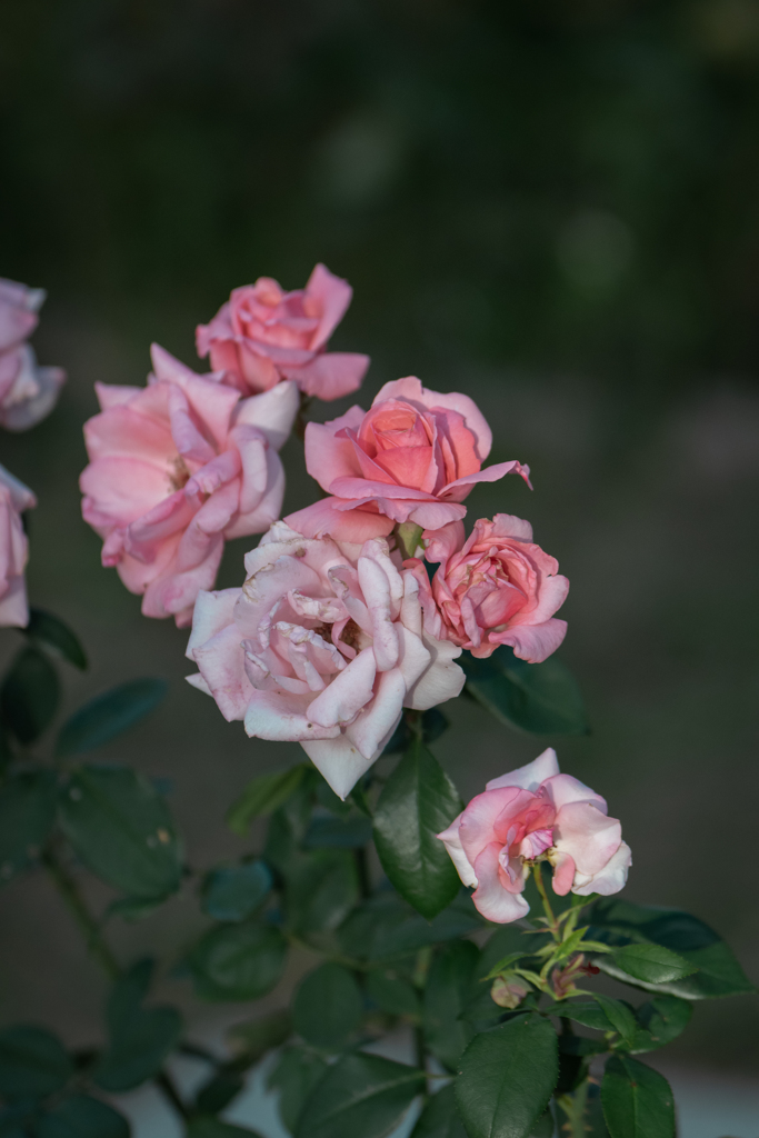 薔薇