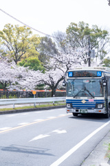 市バスと桜