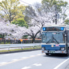 市バスと桜