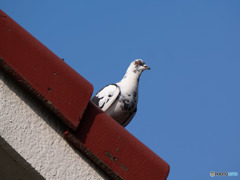 カワラバト