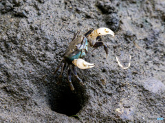 カニっ