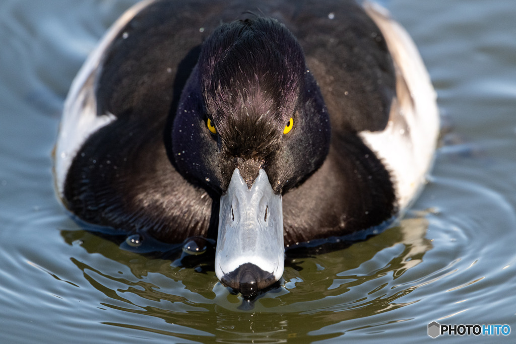 キンクロハジロ