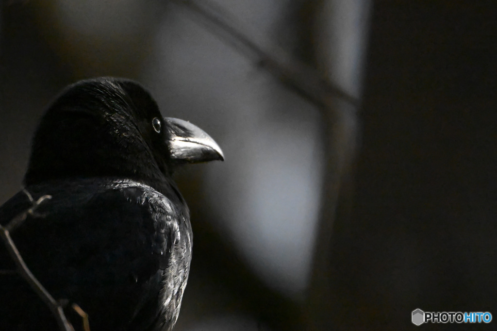 ハシブトガラス