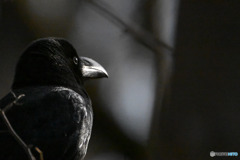 ハシブトガラス