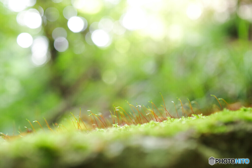 小さな苔の歌