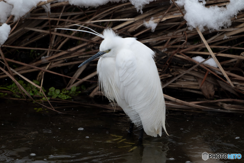 寒そうなコサギ