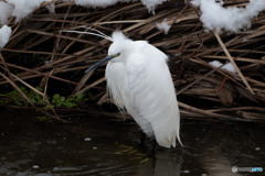 寒そうなコサギ
