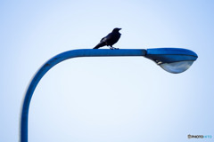 カラス