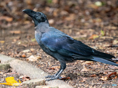 カラス