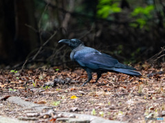 カラス