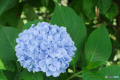 紫陽花