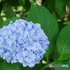 紫陽花