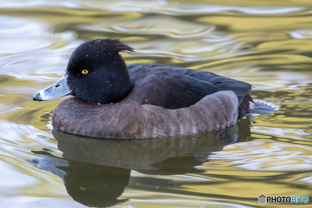 キンクロハジロ