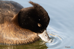 キンクロハジロ