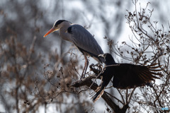 アオサギとカラス