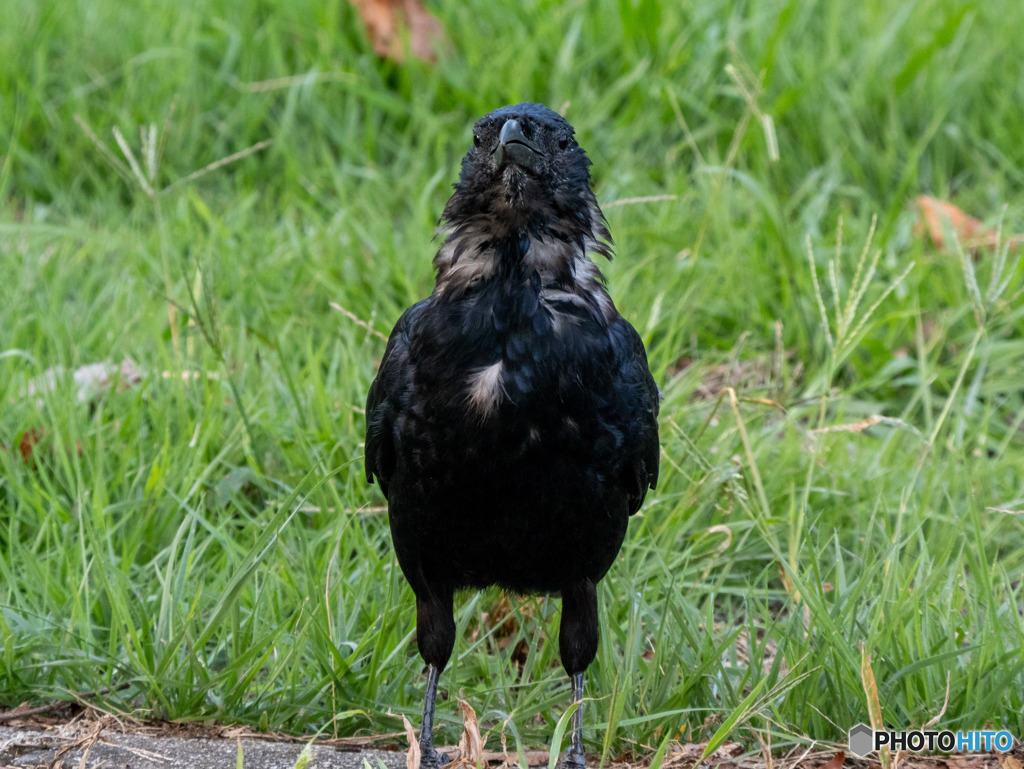 カラスくん