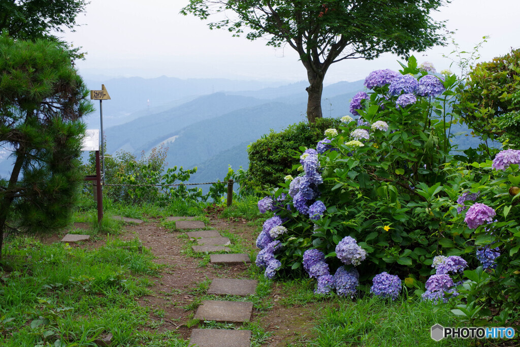 紫陽花