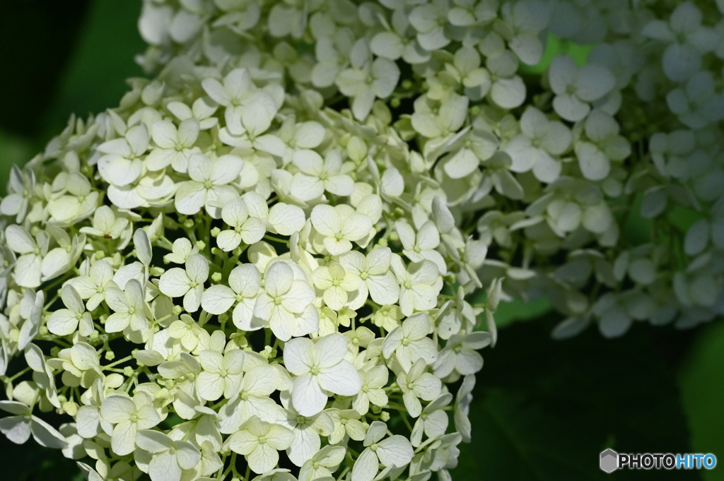 紫陽花