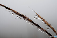 霧