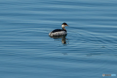 ハジロカイツブリ