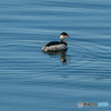 ハジロカイツブリ