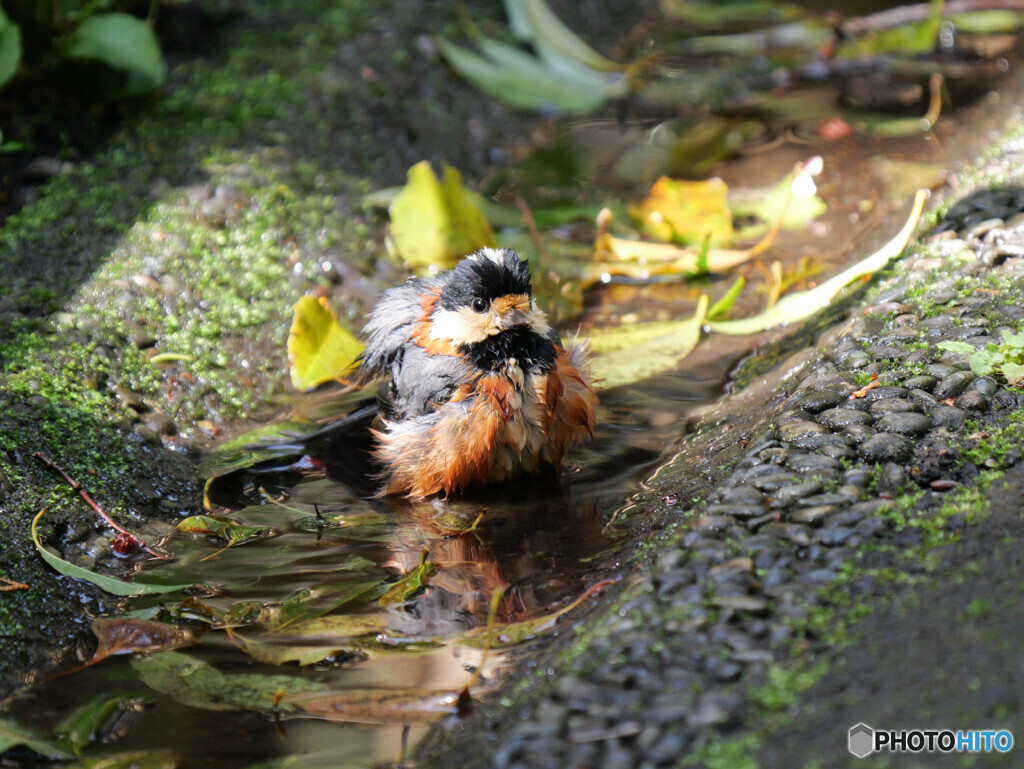 ヤマガラさん