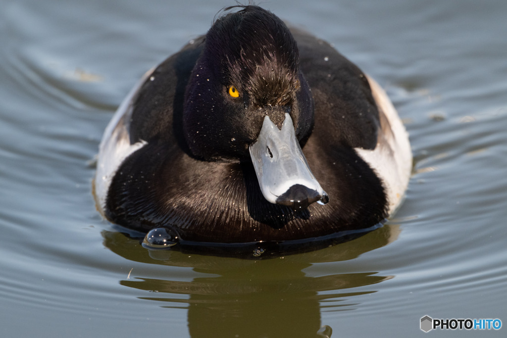 キンクロハジロ