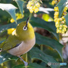 メジロ