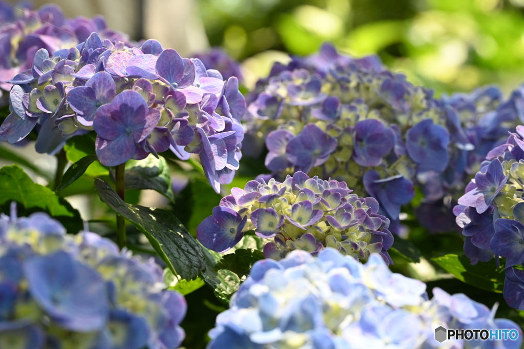 紫陽花
