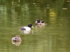 キンクロハジロ