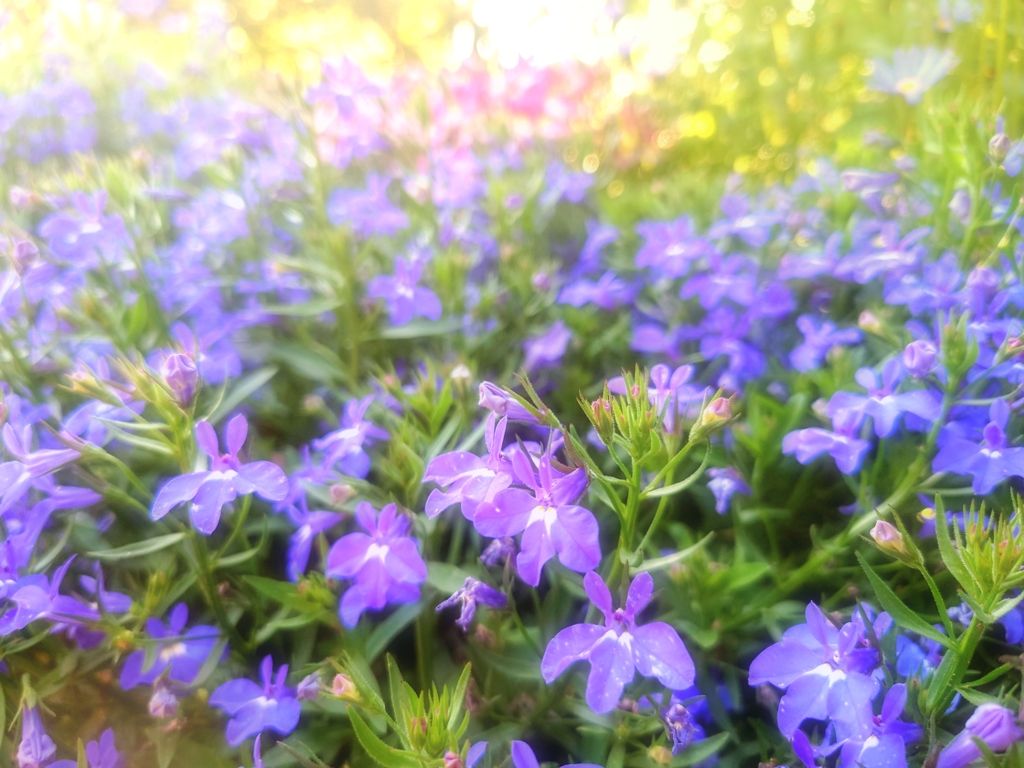 ロベリア
