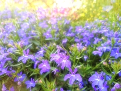 ロベリア