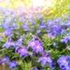 ロベリア